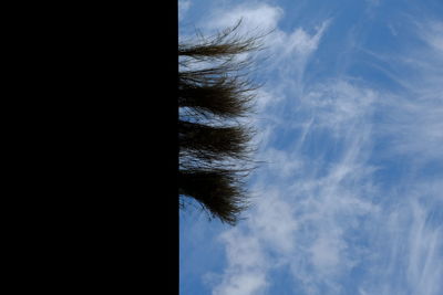 Low angle view of trees against sky