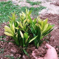 Close-up of plants