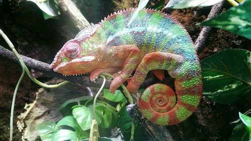 Close-up of chameleon on tree