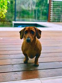 Portrait of dog sitting on floor