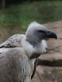 Close-up of a bird on field