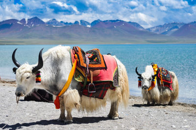 Two yaks on lakeshore in tibet