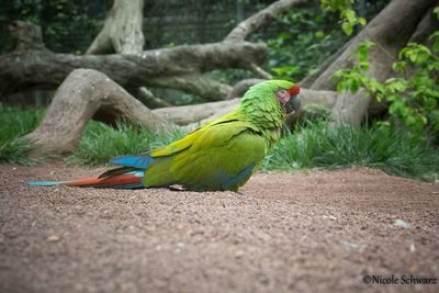 Close-up of bird