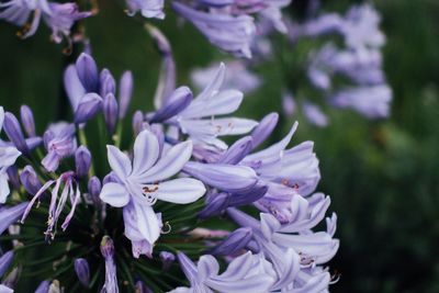 Close-up of purple flowers blooming outdoors