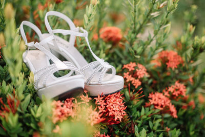 Close-up of flowering plants