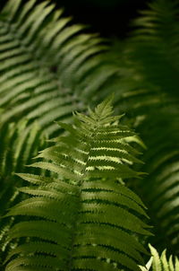 Close-up of palm tree