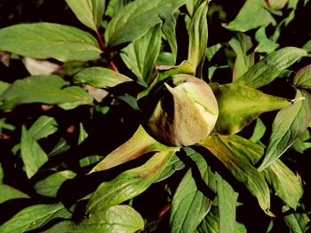 Close-up of flowering plant