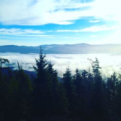 Scenic view of forest against sky