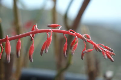 Close-up of red flowers against blurred background