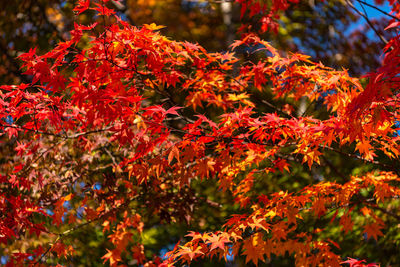 Close-up of red maple leaves on tree