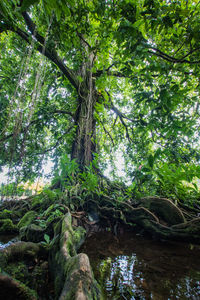 Low angle view of trees in forest