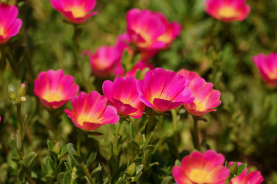 Close-up of pink flowering plants on field