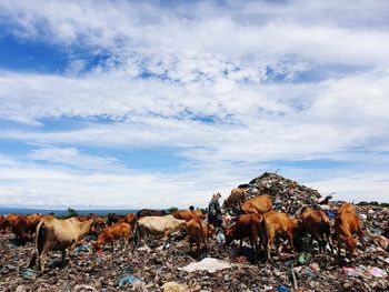 View of cow on field against sky