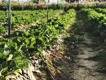 Plants growing on field