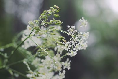 Close-up of white flowering plant