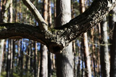 Close-up of lichen on tree trunk in forest