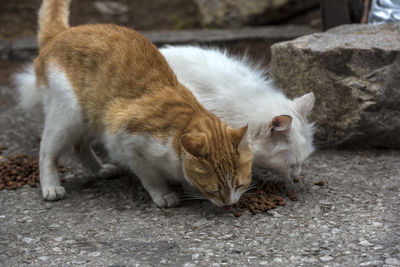 View of cats relaxing