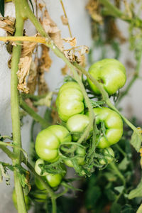 Close-up of fruits growing on plant
