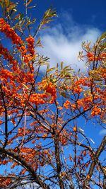 Low angle view of cherry tree against orange sky