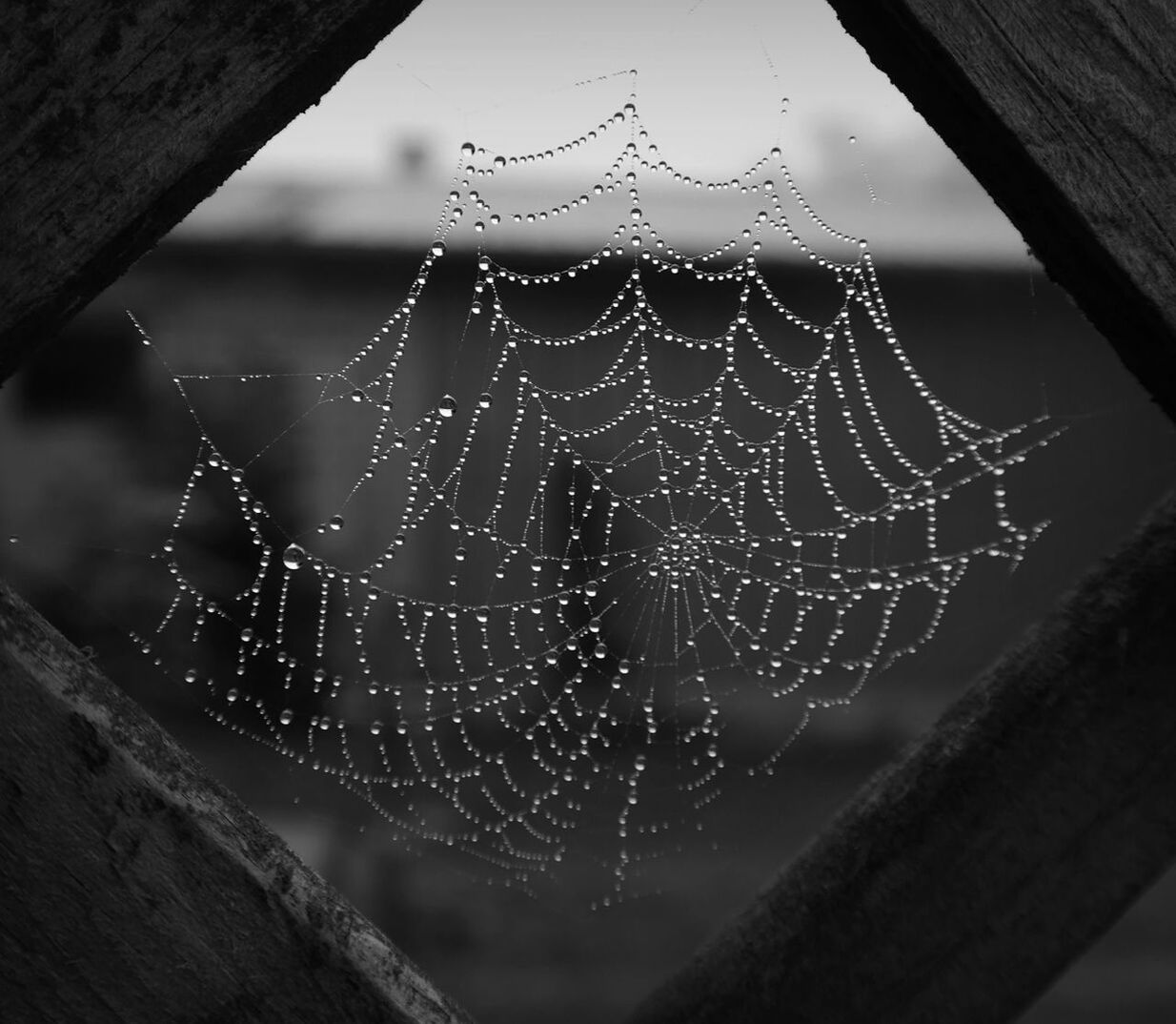 spider web, focus on foreground, close-up, fragility, drop, nature, natural pattern, beauty in nature, spider, water, outdoors, no people, selective focus, wet, day, low angle view, pattern, complexity, dew, tranquility