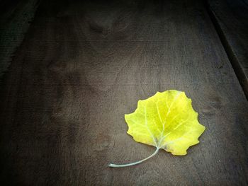 Close-up of leaves