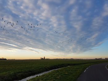 Flock of birds on field against sky