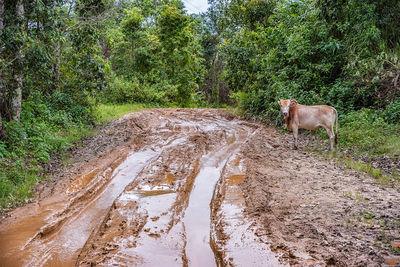 View of a horse on dirt road