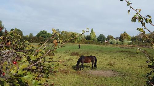 Horses grazing in a field