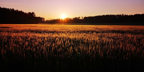 Scenic view of field against sky during sunset