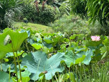 plant
