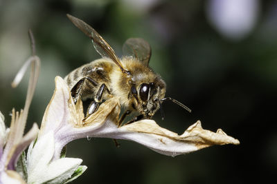 Close-up of bee pollinating on flower