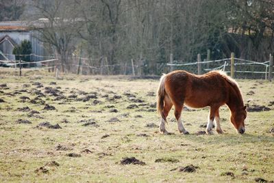 Horse grazing in a field