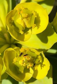 Close-up of yellow flowers