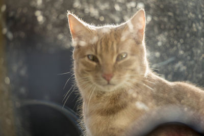Close-up portrait of a cat
