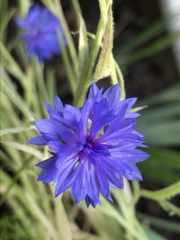 Close-up of purple blue flower