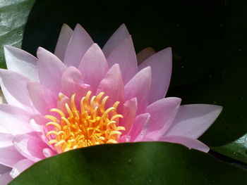 Close-up of lotus water lily