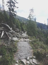 Footpath amidst trees in forest against sky