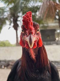 Close-up of rooster