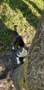 High angle view of cat sitting on field