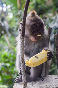 Portrait of monkey on tree