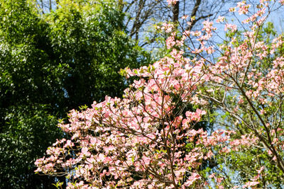 Flowers growing on tree