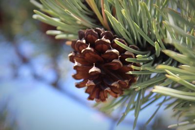Close-up view of fresh table