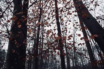 Low angle view of trees against sky