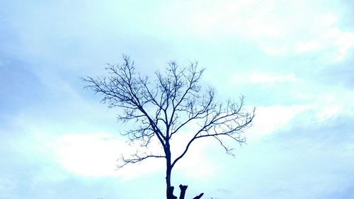 Bare tree against sky