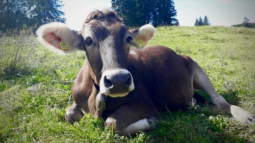 Portrait of cow on field