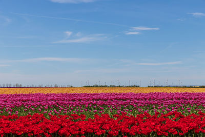 Scenic view of pink flowers on field against sky