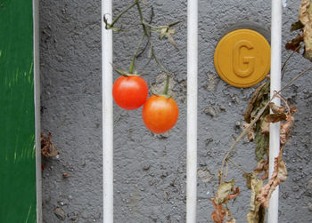 Close-up of tomatoes growing on plant against wall