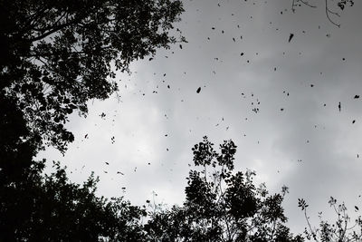 Low angle view of silhouette trees against sky