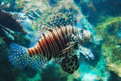 Close-up of fish swimming in sea