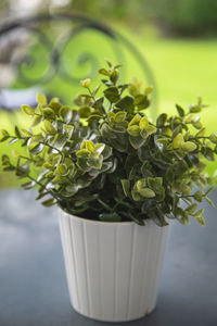 Close-up of potted plant on table